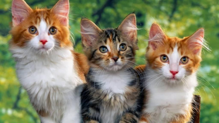 Hình ảnh 3 con mèo trong giấc mơ đang nhắn gửi điều gì đến bạn?