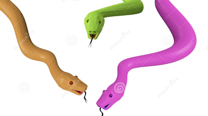 3 con rắn đang quấn vào nhau 