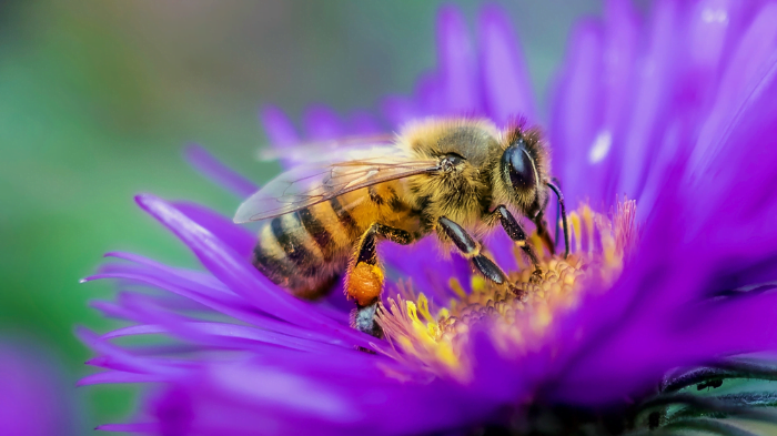 Mỗi trường hợp gặp ong khác nhau sẽ mang đến những điềm báo khác nhau