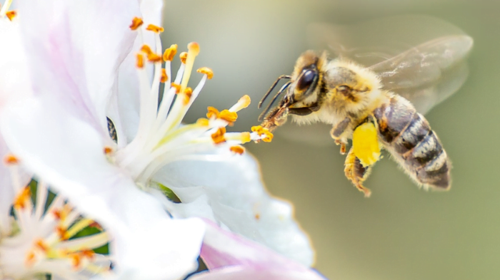 Những con số may mắn liên quan đến nằm mơ ong đánh con gì?