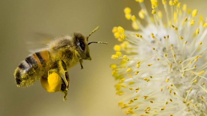 Nằm mơ ong đánh con gì dễ trúng? Điềm báo gì?