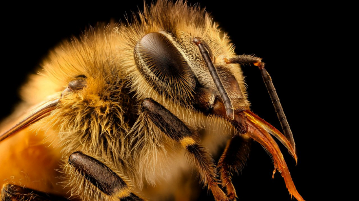 Giấc mơ về con ong mang đến cho bạn những con số giúp bạn thắng lớn