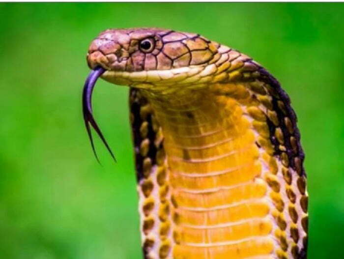Mơ thấy rắn là điềm báo gì?